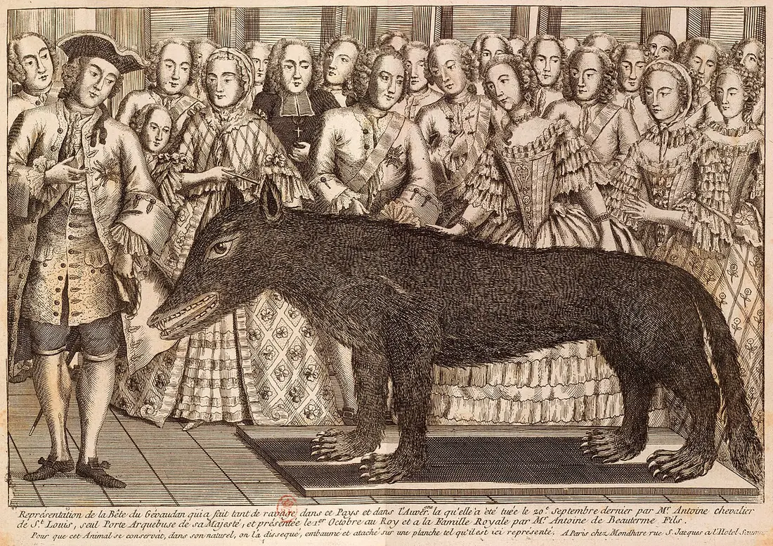 Estampe du loup naturalisé, posé sur une planche au milieu des courtisans